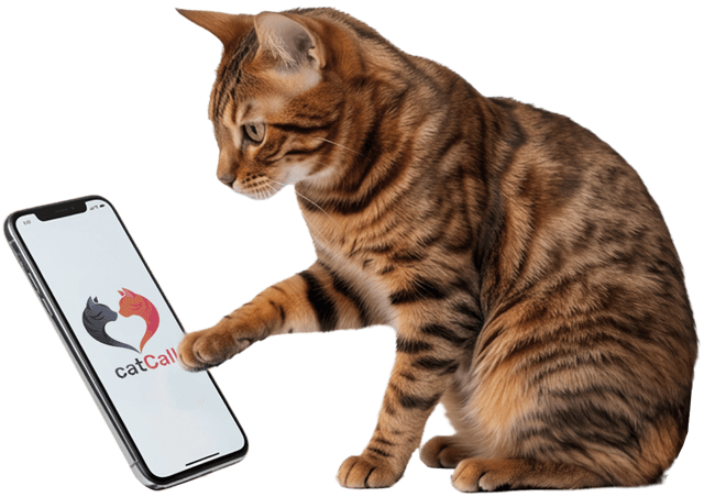App CatMatch